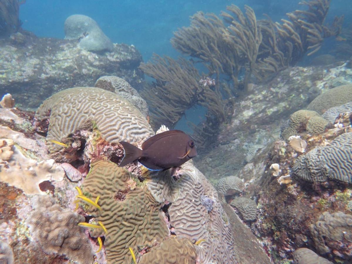 Hotel Taganga Dive Santa Marta Dış mekan fotoğraf